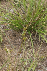 Cyperus houghtonii
