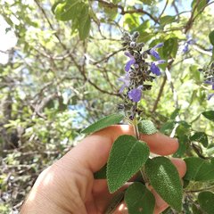Salvia melissodora