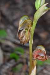 Pterostylis hamata