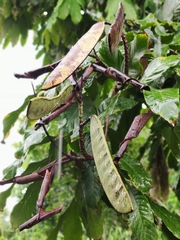 Saraca