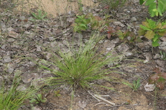 Dichanthelium depauperatum