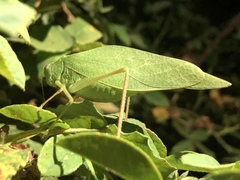 Microcentrum rhombifolium