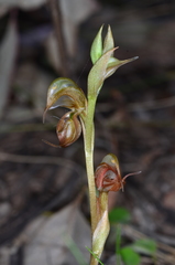 Pterostylis hamata