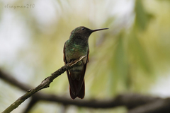 Saucerottia beryllina