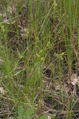 Carex cryptolepis