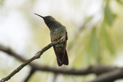 Saucerottia beryllina