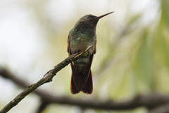 Saucerottia beryllina