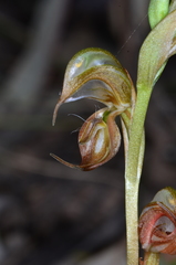 Pterostylis hamata