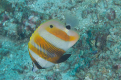 Coradion chrysozonus