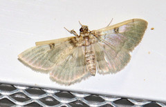 Apilocrocis brumalis