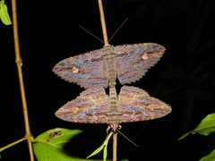 Anisoneura salebrosa