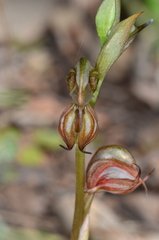 Pterostylis hamata