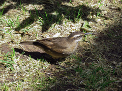 Upucerthia saturatior