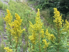 Solidago lepida lepida