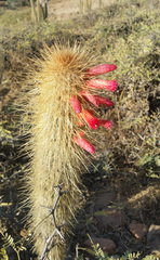 Cleistocactus hyalacanthus