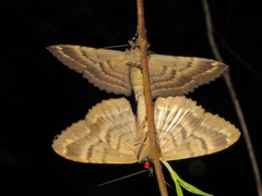 Anisoneura salebrosa