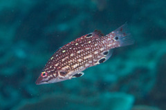 Bodianus dictynna