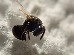 Perilampidae