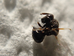 Perilampidae