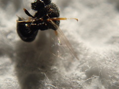Perilampidae