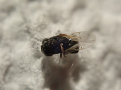 Perilampidae