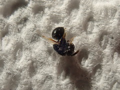 Perilampidae