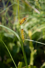 Carex exsiccata