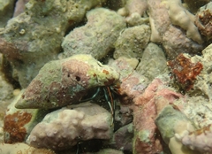 Clibanarius antillensis