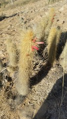 Cleistocactus hyalacanthus