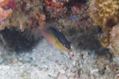 Pseudochromis perspicillatus