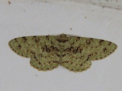 Ophthalmitis clararia