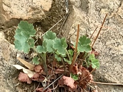 Heuchera rubescens