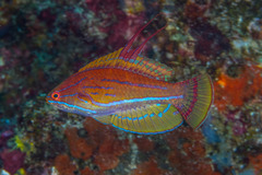 Paracheilinus flavianalis