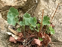 Heuchera rubescens