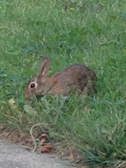 Sylvilagus floridanus