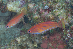 Paracheilinus flavianalis