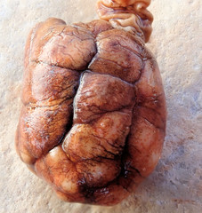Pyura