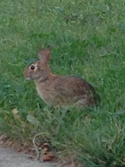 Sylvilagus floridanus