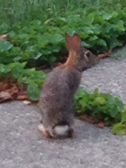 Sylvilagus floridanus