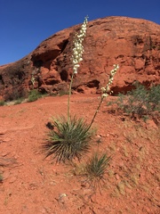 Yucca angustissima