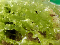 Ulva stenophylloides