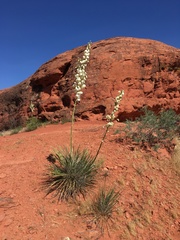 Yucca angustissima