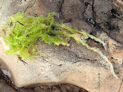 Ulva stenophylloides