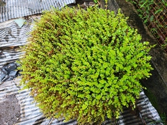 Rotala rotundifolia