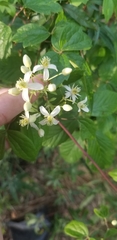 Clematis catesbyana