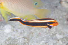 Plectorhinchus lessonii