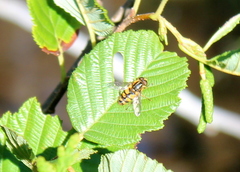 Helophilus obscurus