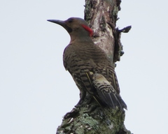 Colaptes auratus auratus