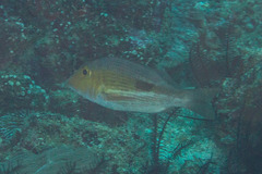 Lethrinus semicinctus