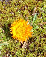 Erigeron aurantiacus